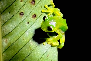 Monteverde: Nocna wędrówka po Oktari Monteverde