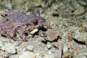 Monteverde: Nocna wędrówka po Oktari Monteverde