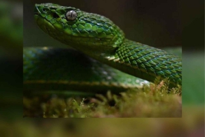 Monteverde: Nocna wędrówka po Oktari Monteverde