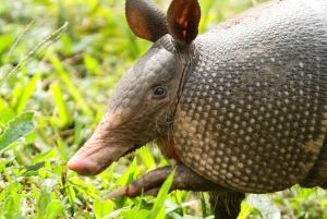 Monteverde: Nocna wędrówka po Oktari Monteverde