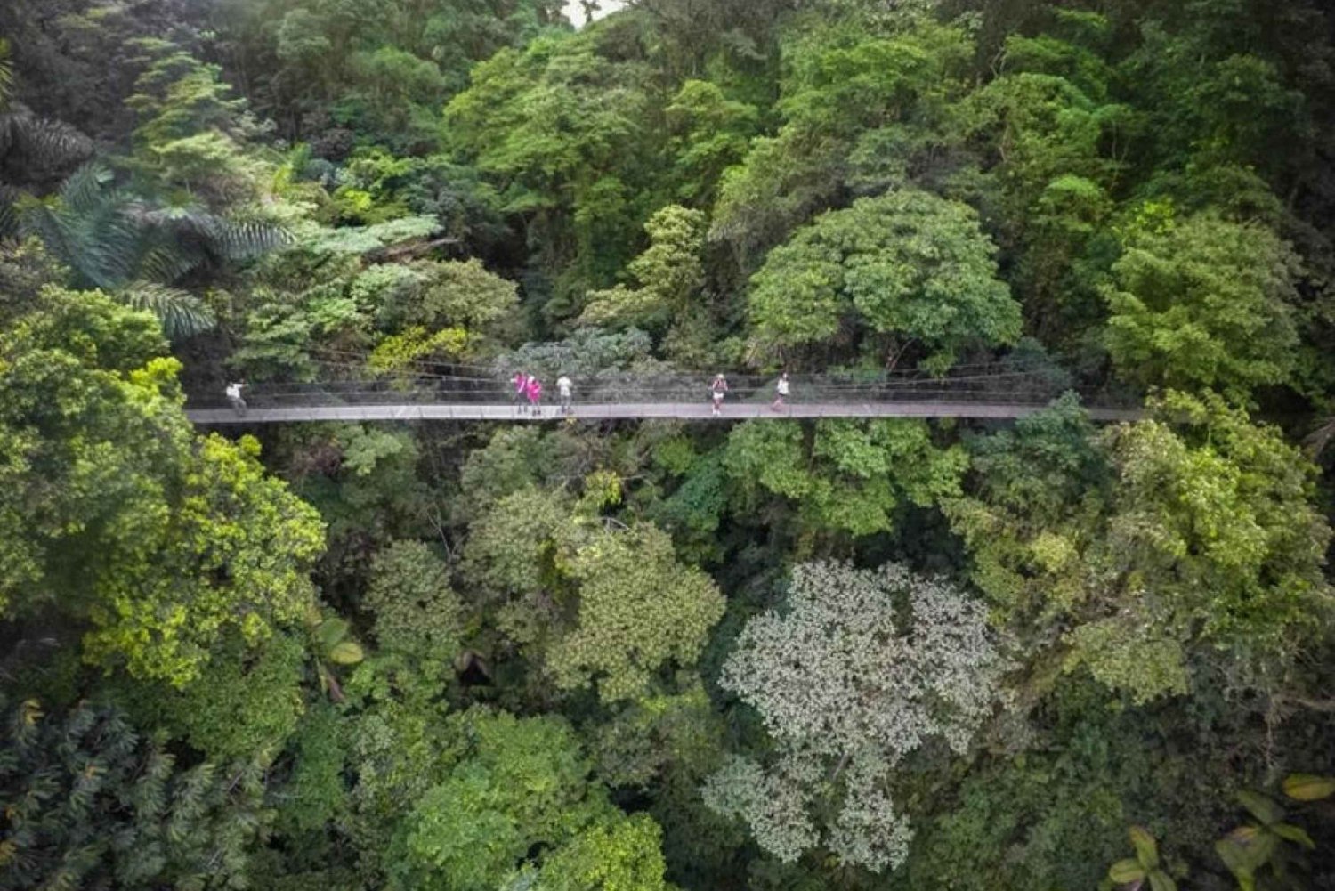 Monteverde or Santa Elena: Suspension Bridges Private Tour