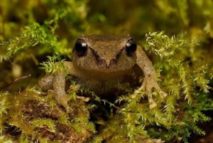 Monteverde: Private Cloud Forest Tour with Guide & Photos