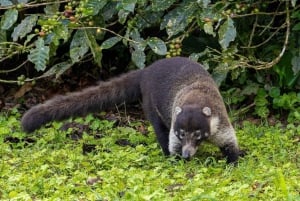 Monteverde: Private Cloud Forest Tour with Guide & Photos