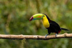 Monteverde: Private Cloud Forest Tour with Guide & Photos