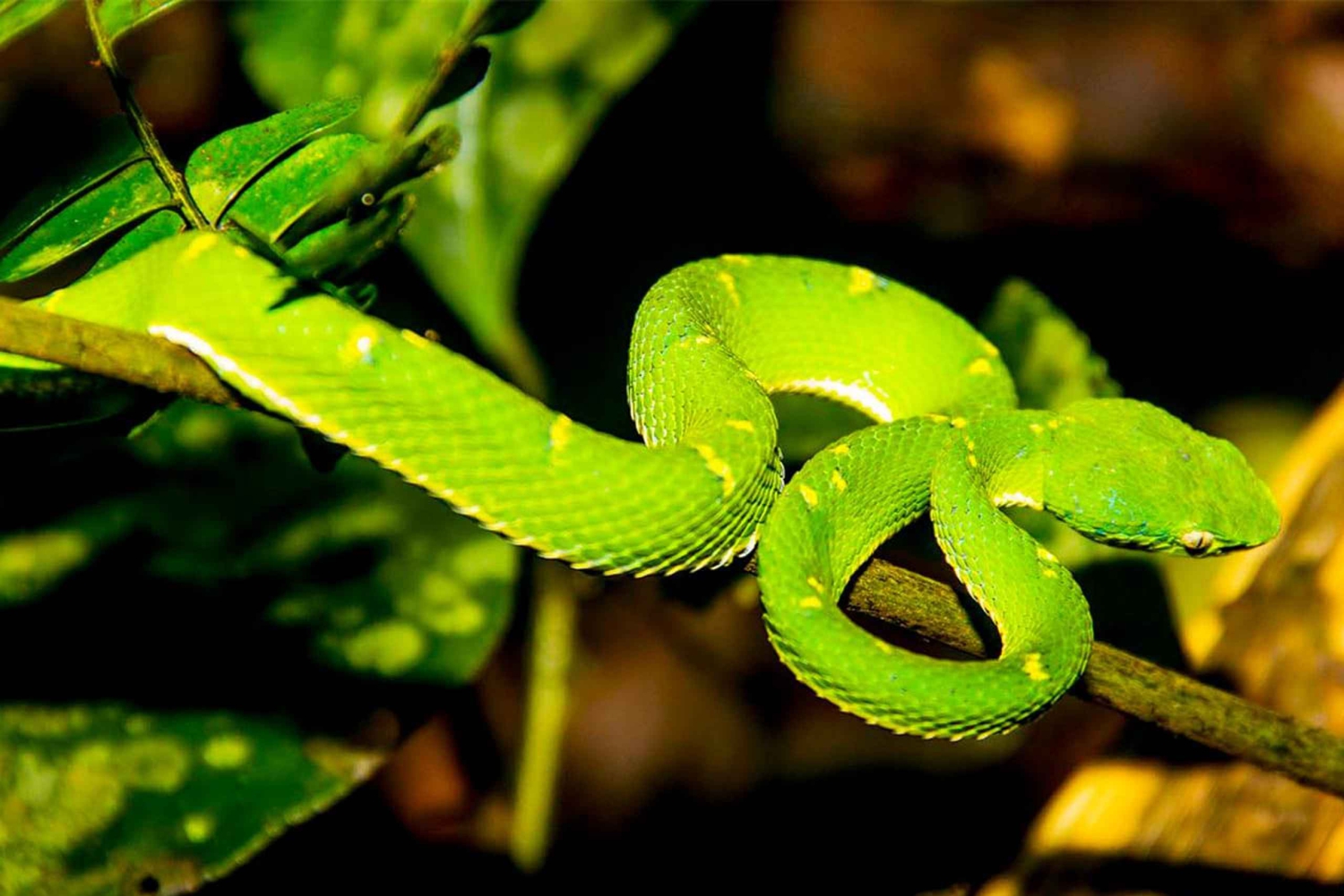 Monteverde: Privat kvällstur med möten med vilda djur