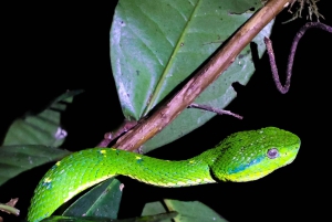Monteverde : visite nocturne privée avec rencontre avec la faune sauvage