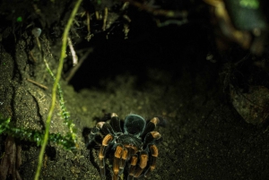 Monteverde: Privat kvällstur med möten med vilda djur