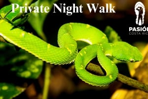 Monteverde : visite nocturne privée avec rencontre avec la faune sauvage