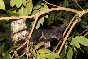 Monteverde : visite nocturne privée avec rencontre avec la faune sauvage