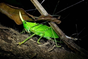 Monteverde : visite nocturne privée avec rencontre avec la faune sauvage