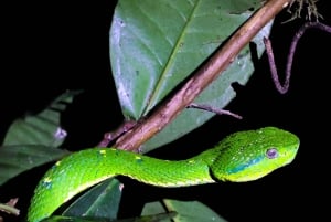 Monteverde : visite nocturne privée avec rencontre avec la faune sauvage