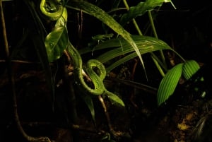 Passeio noturno pela floresta tropical de Monteverde