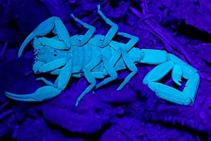 Passeio noturno pela floresta tropical de Monteverde