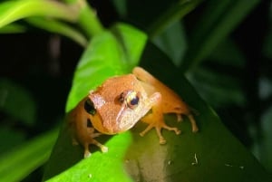 Passeio noturno pela floresta tropical de Monteverde