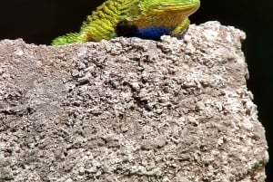 Passeio noturno pela floresta tropical de Monteverde