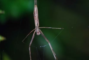 Passeio noturno pela floresta tropical de Monteverde