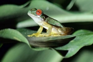 Passeio noturno pela floresta tropical de Monteverde