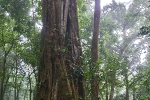 Monteverde Regenerative Cloud Forest Walk