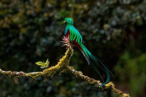 Monteverden uudistuva pilvimetsäkävely