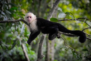 Monteverden uudistuva pilvimetsäkävely