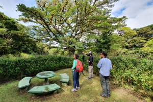 Monteverden uudistuva pilvimetsäkävely