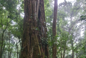 Monteverden uudistuva pilvimetsäkävely