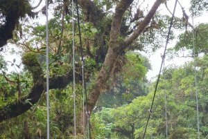 Monteverden uudistuva pilvimetsäkävely