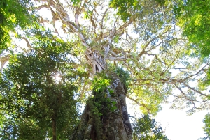 Monteverden uudistuva pilvimetsäkävely