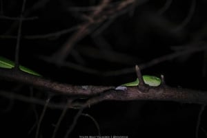 Monteverde : Promenade nocturne à Santamarias avec observation de la faune