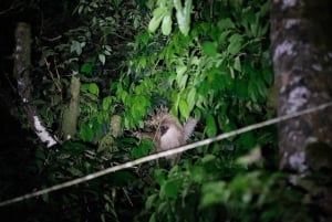 Monteverde : Promenade nocturne à Santamarias avec observation de la faune