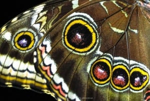 Monteverde : Promenade nocturne à Santamarias avec observation de la faune