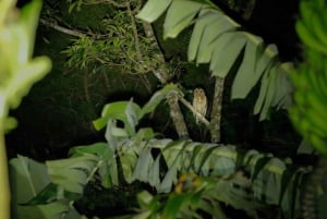Monteverde : Promenade nocturne à Santamarias avec observation de la faune
