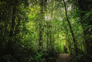 Monteverde: Sky Walk, Sky Tram & Sky Trek Ziplining Tour