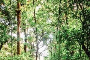 Monteverde: SkyWalk Hanging Bridges Adventure