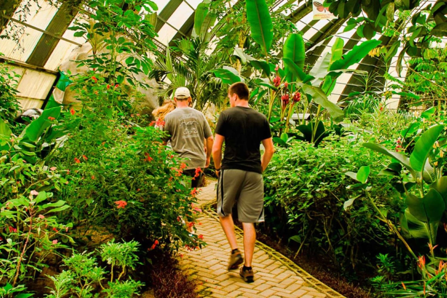 Monteverde: Puentes colgantes, perezosos y mariposas