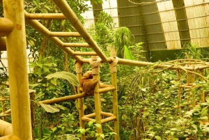 Monteverde: Hængebroer, dovendyr og sommerfugle