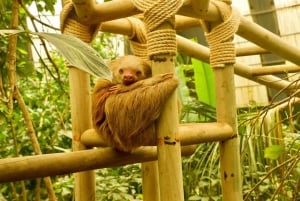 Monteverde: Suspension Bridges, Sloths, and Butterflies