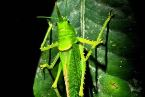 Monteverde: Tropical Forest Night Tour