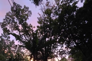 Monteverde: Tropical Forest Night Tour