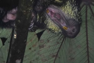 Monteverde: Tropical Forest Night Tour