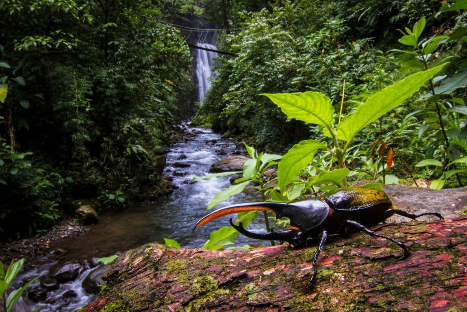 Monteverde: Cachoeiras, Caminhadas Selvagens e Cavalgadas