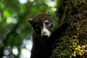 Monteverde: Cataratas, Wild Trekking y Cabalgatas