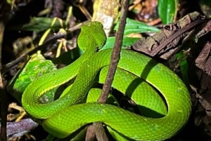 Monteverde: nachtwandeling met dierenobservatie