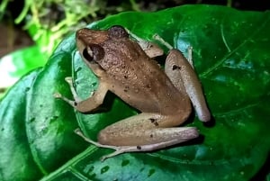 Monteverde: Natlig vandretur til observation af dyreliv