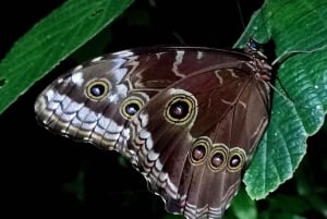 Monteverde: Nachtwanderung zur Wildtierbeobachtung