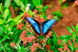Monteverde : Tyrolienne, ponts et jardin de papillons