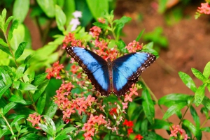 Monteverde: Zip-linjer, broer, sommerfugler, dovendyr og mer