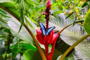 Monteverde: Zip-linjer, broer, sommerfugler, dovendyr og mer