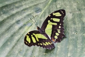 Monteverde: tirolesas, pontes, borboletas, preguiças e muito mais