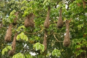 Motorboot Tour im Tortuguero National Park **BEST SELLER**